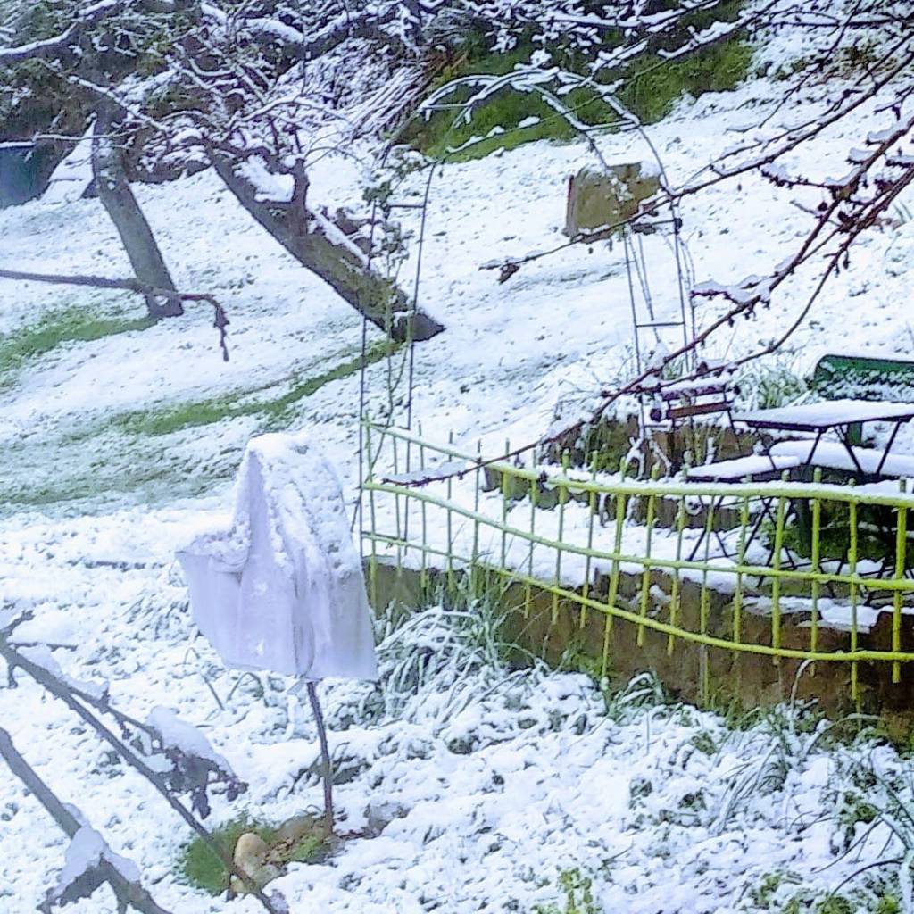 Protegiendo al arbolito